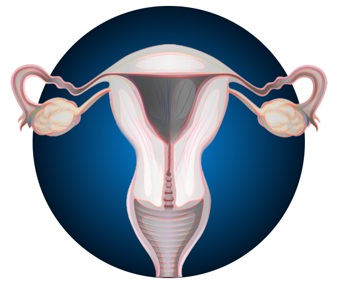 Reproductive-System